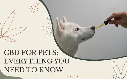 CBD For Pets everything you need to know