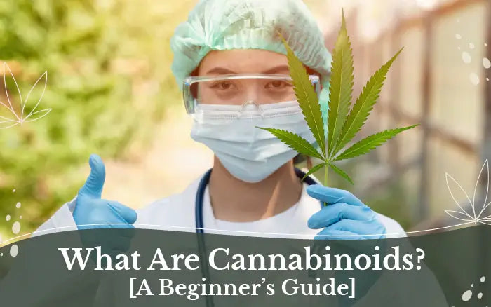 What Are Cannabinoids? [A Beginner’s Guide]