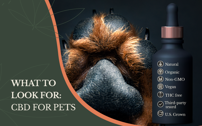 What look for CBD for pets