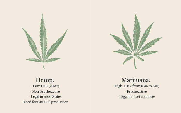Difference between hemp and marijuana